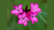 Ann Healey Photography